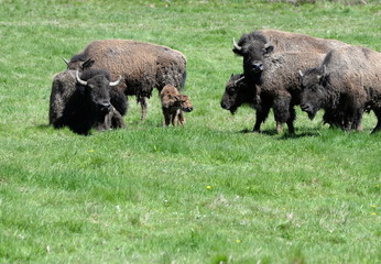 newborn buffalo calf with it´s family