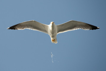 Seagull in flight unleashes bird droppings
