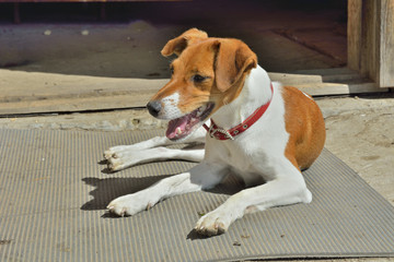 Parson Russell Terrier 17