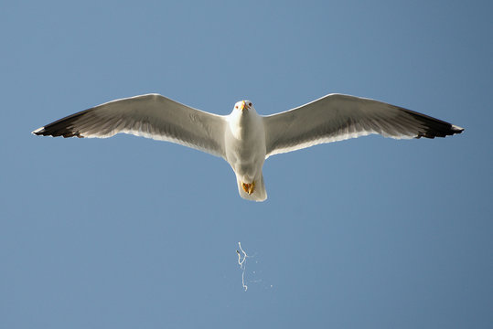 Seagull in flight unleashes bird droppings