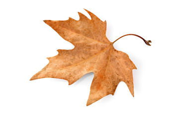 Dry maple leaf, isolated on white