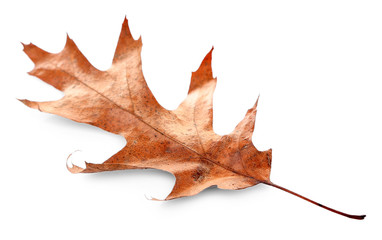 Dry leaf, isolated on white
