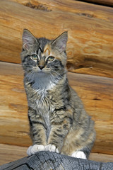 Kitten calico sitting on log, portrait