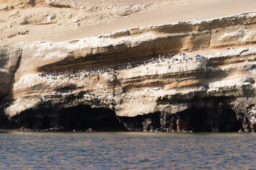 Group of Pilican and Peruvian Bloody on Rock, Islas Ballestas's