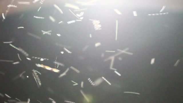 insects playing, flying around light at night.