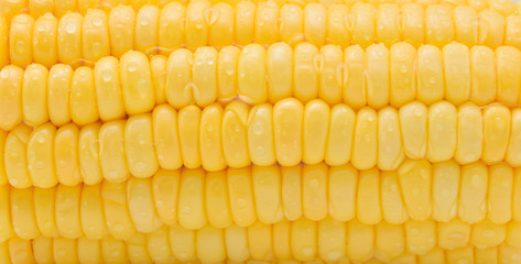 Fresh corn with water drops background.