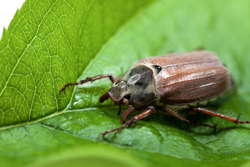 cockchafer closeup. beetle on a green leaf. melolontha