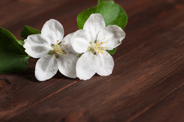 Fototapeta na wymiar a sprig of apple blossom on a wooden surface.
