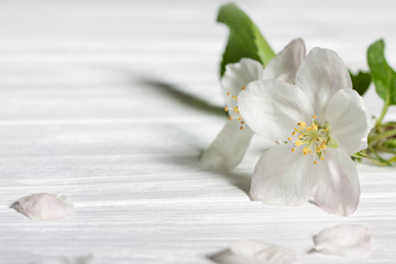 a sprig of apple blossom on a wooden surface.