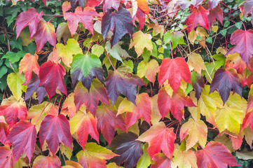 Autumn Background with Foliage