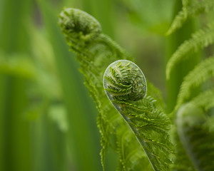 Ferns