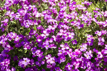 Aubretia