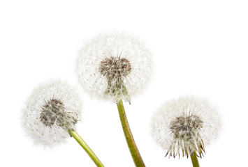Obraz premium Dandelion on a blue background. Air flower close-up