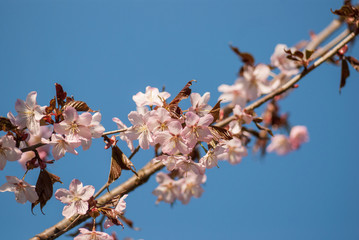 Cherry blossom or  Sakura flower with blue sky