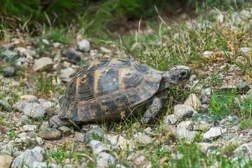 A wild tortoise walking on the ground