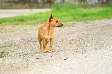Cute dog on the street