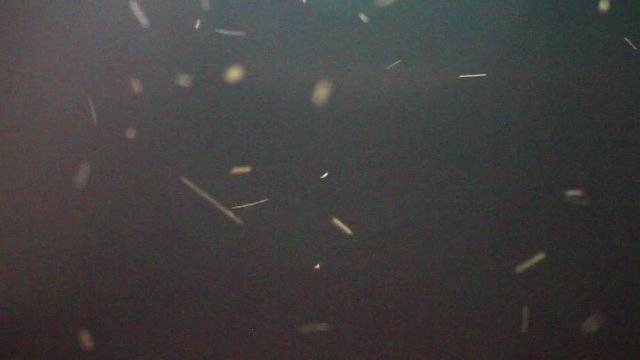 Moths termites and insects flying in the night, Thailand