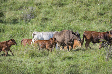 Limousin beef cattle