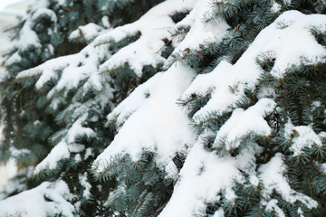 Fir tree covered with snow, closeup