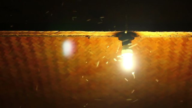 Moths termites and insects playing, flying around light at night, Thailand