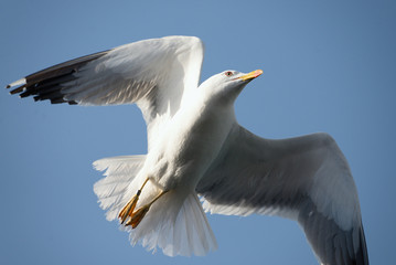 Seagull flying among blue sky