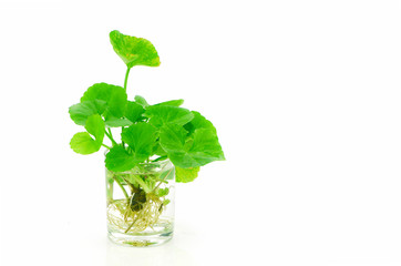 Indian pennywort, brain tonic herbal plant.