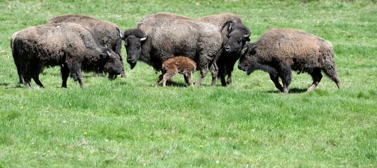 searching for the milkbar, newborn buffalo calf trying to drink for the first time