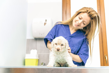 Veterinary checking a dog puppie in her studio