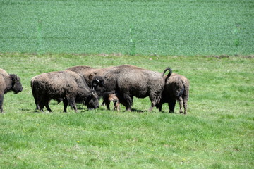 little one, newborn buffalo calf with it´s herd