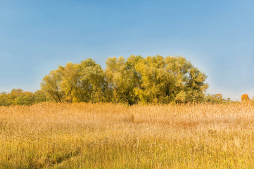 Autumn landscape with trees and reeds