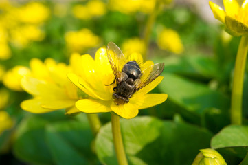 Ficaria verna lutik spring background close up