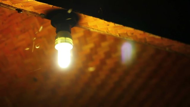 Moths termites and insects flying around light at night.