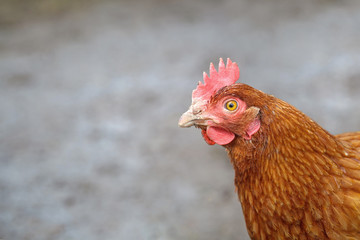 Head of a free range brown hen