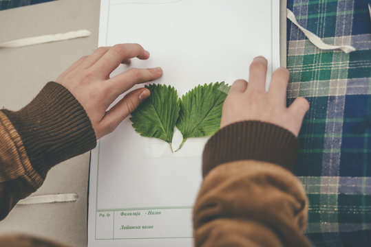 Girl Making Herbarium