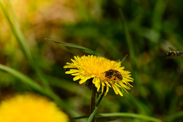 wasp on yellow dandelion macro