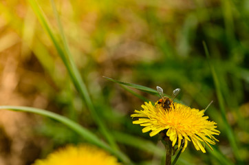 wasp on yellow dandelion macro
