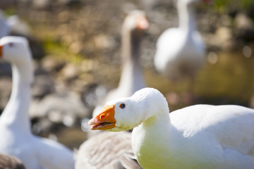 Obraz premium Geese grazing on pasture.