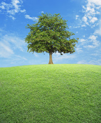 Fototapeta na wymiar Big tree with green grass field over blue sky, nature background