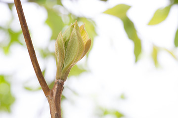 春の新芽