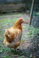Hen in farmyard