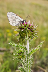 Musk Thistle and white butterfly
