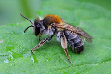 Bee resting on leaf