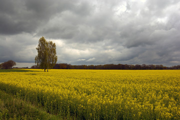 Rapsfeld