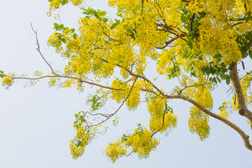 Golden shower  or Scientific name Cassia fistula