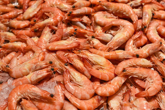 Fresh shrimp on ice. Fresh seafood on a fish market stall. 