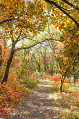 Bright autumn forest with walking path