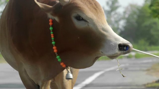 Close-up on a brown cow tied up with rope on the road