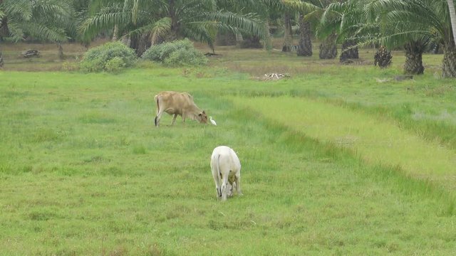cows grazing on a green meadow in summer.