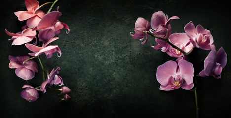 Foto op Aluminium Roze orchidee op een donkere achtergrond © Natalia Klenova