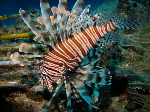 Single Lionfish Searching For Food On Coral Reef